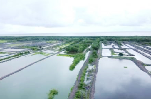 Guyana Bouw van 63 brakke garnalenvijvers voltooid in Berbice Guyana Bouw van 63 brakke garnalenvijvers voltooid in Berbice