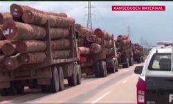 Embedded thumbnail for Verwerking van rondhout in Suriname zal inkomsten vergroten STVS JOURNAAL 25 aug 2022